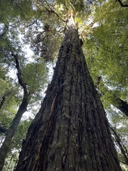 Dacrydium cupressinum