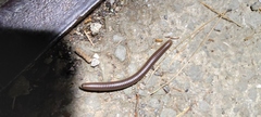 Pachyiulus flavipes