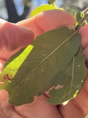 Callirhytis quercussuttoni