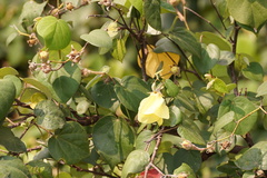 Hibiscus tiliaceus