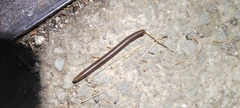 Pachyiulus flavipes