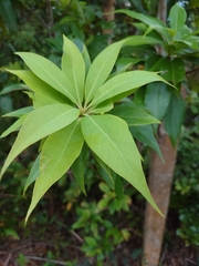 Schima superba kankaoensis