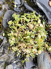 Honckenya peploides diffusa