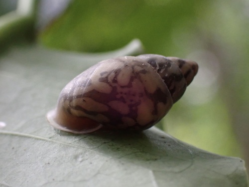 Samoana attenuata