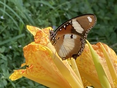 Hypolimnas misippus
