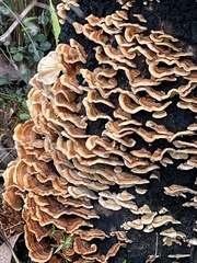 Stereum versicolor
