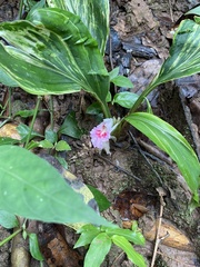 Boesenbergia