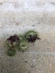 Arctium nemorosum