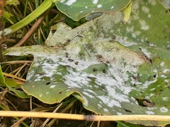 Golovinomyces sordidus