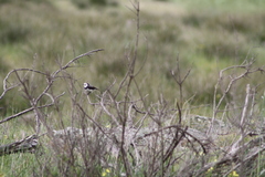 Epthianura albifrons