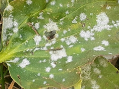 Golovinomyces sordidus