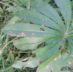 Septoria kaznowskii
