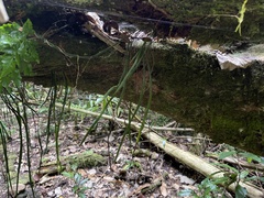 Haplopteris elongata