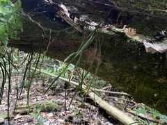 Haplopteris elongata