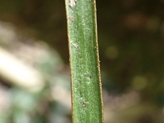 Haplopteris elongata