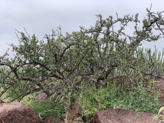 Commiphora wightii