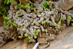 Tylecodon decipiens