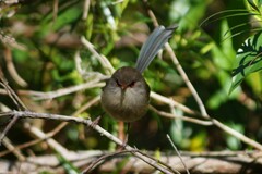 Malurus lamberti
