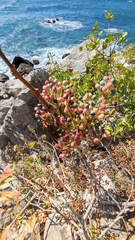Pistacia atlantica mutica