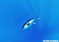 Thunnus albacares