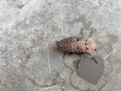 Capnodis tenebricosa