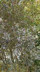 Salix atrocinerea