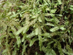 Neckera douglasii