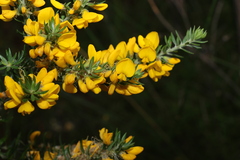 Aotus lanigera