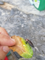 Capnodis tenebricosa