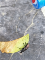 Capnodis tenebricosa