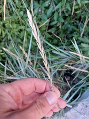 Elymus athericus