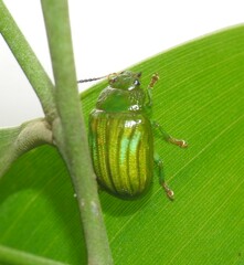 Calomela pallida