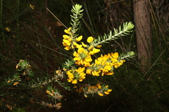 Aotus lanigera