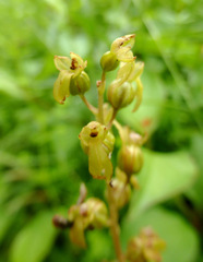 Neottia ovata