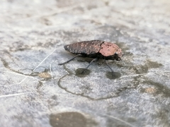 Capnodis tenebricosa