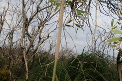 Xanthorrhoea fulva