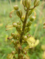 Neottia ovata