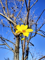 Cochlospermum gillivraei