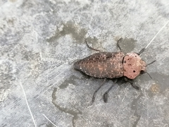 Capnodis tenebricosa