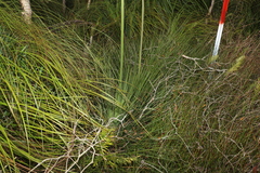 Xanthorrhoea fulva