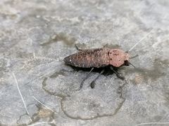 Capnodis tenebricosa