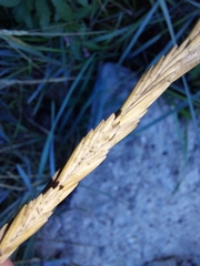 Elymus athericus