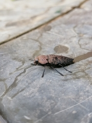 Capnodis tenebricosa