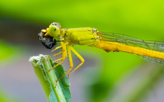Ceriagrion coromandelianum