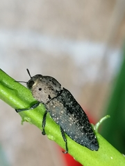 Capnodis tenebricosa