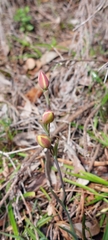Thelymitra antennifera