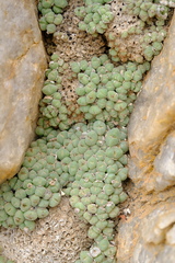 Conophytum hians