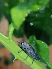 Capnodis tenebricosa