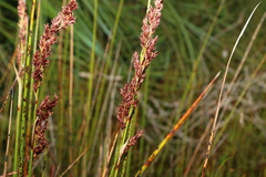 Machaerina rubiginosa