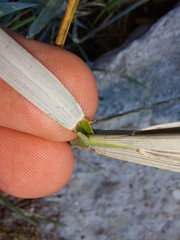 Elymus athericus